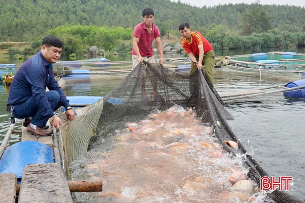 Cá điêu hồng